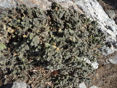 Cerastium nigrescens arcticum