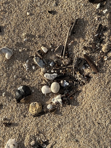 Echinoneus cyclostomus observed 2026-04-28