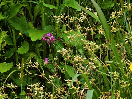 Astragalus sinicus, photograph 6