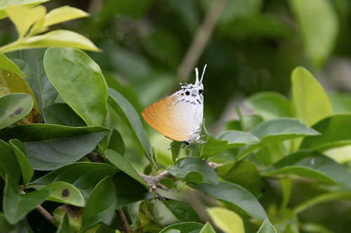 Mantoides gama
