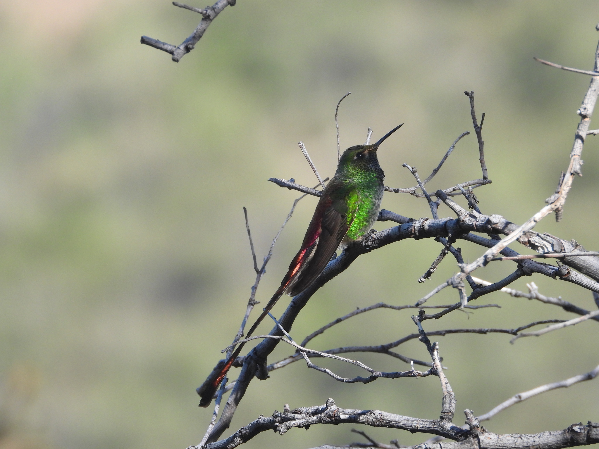 Red-tailed Comet (Sappho sparganurus), photo 7