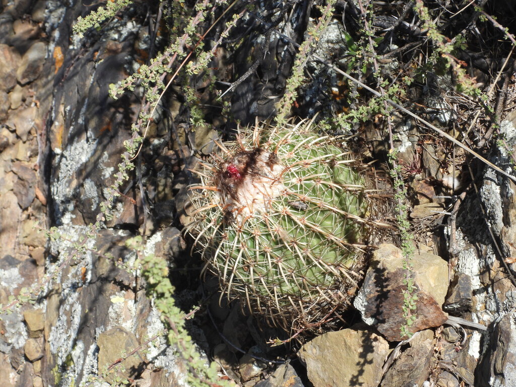 Parodia schwebsiana, Cerro San Pedro