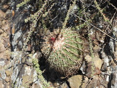 Parodia schwebsiana