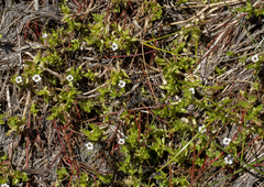 Gratiola pubescens