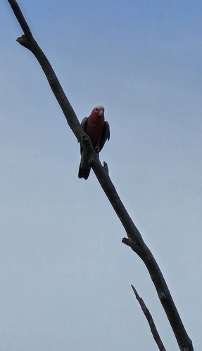 Galah
