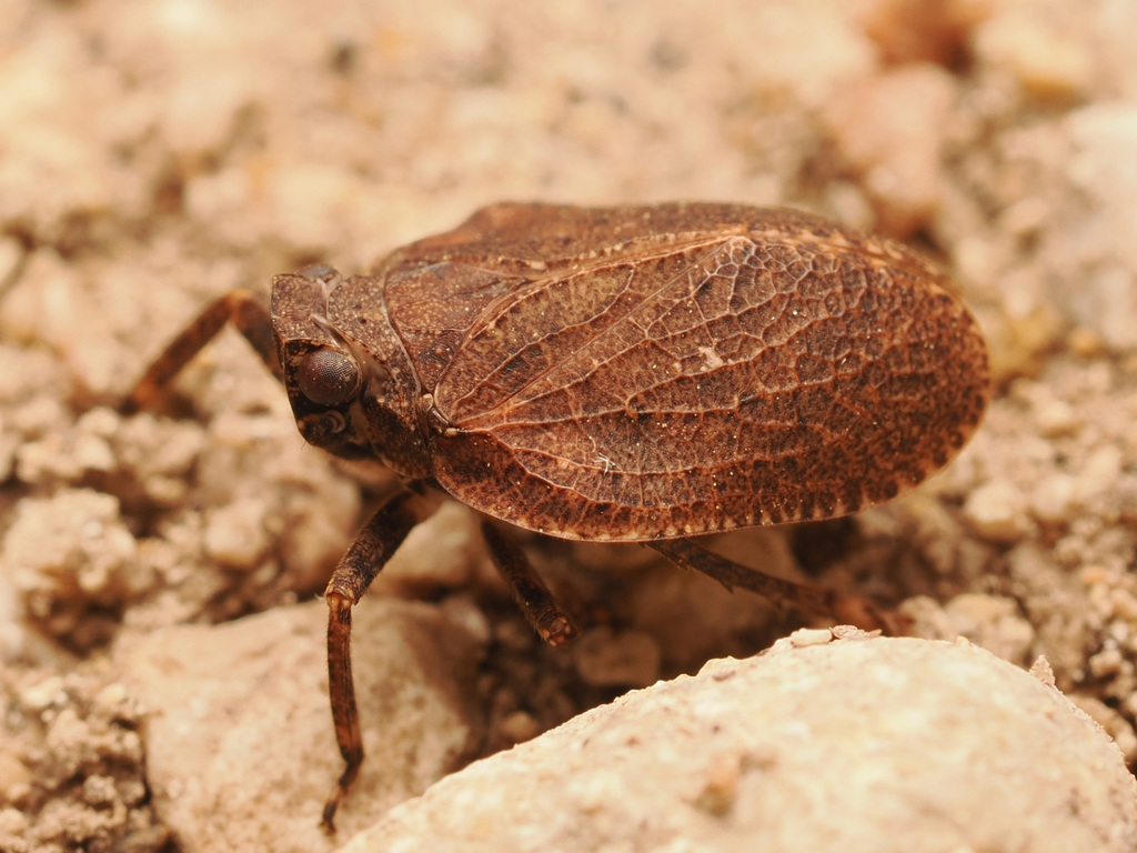 Paralixes scutatus