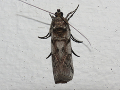 Ozamia fuscomaculella