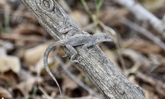 Anolis jubar