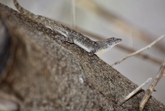 Anolis jubar