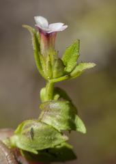 Gratiola pubescens