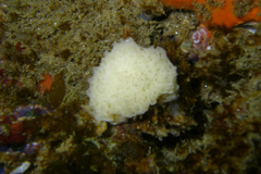 Calcarea