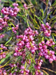 Erica rhopalantha, photograph (c) Adele SL, some rights reserved (CC BY)