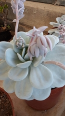 Echeveria laui