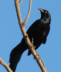 Quiscalus nicaraguensis