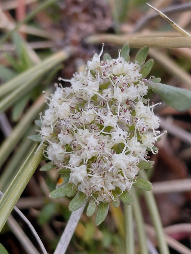 Plains Cymopterus