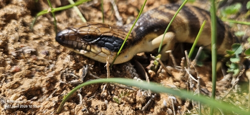 Western Bluetongue