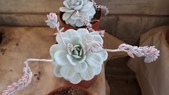Echeveria laui