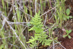 Pentagramma triangularis