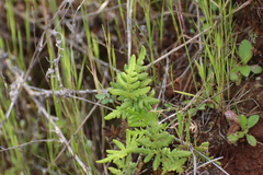Pentagramma triangularis