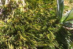 Aciphylla monroi