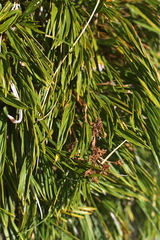 Aciphylla monroi