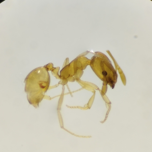 Monomorium biroi