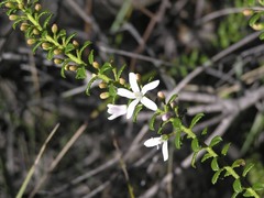 Philotheca buxifolia