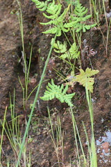 Pentagramma triangularis