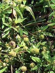 Apis mellifera