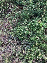 Apis mellifera