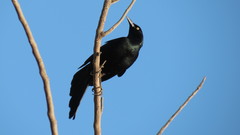 Quiscalus nicaraguensis