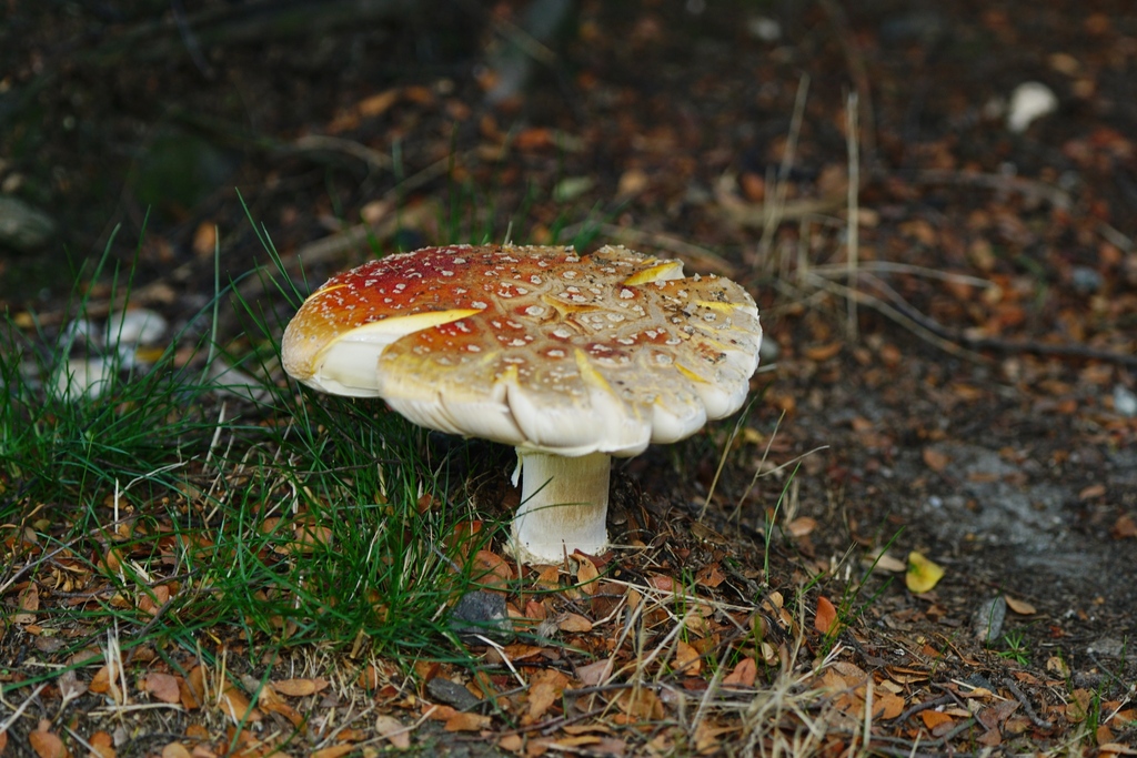 Amanita muscaria · April 2026 · photo: © hanwen-zhang (iNaturalist, cc0)