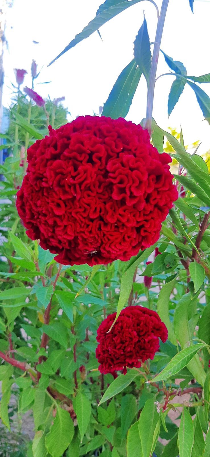 Celosia argentea
