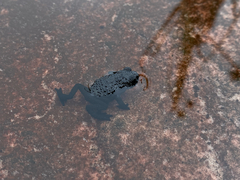 Roraima Bush Toad photo 4