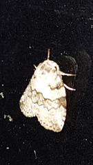 Afrida ydatodes
