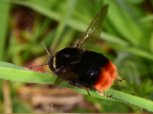Red-tailed Bumble Bee, photo 8 of 8