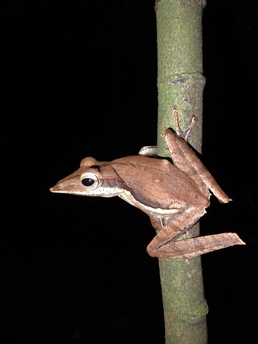 Sharp-snout Saddled Tree Frog