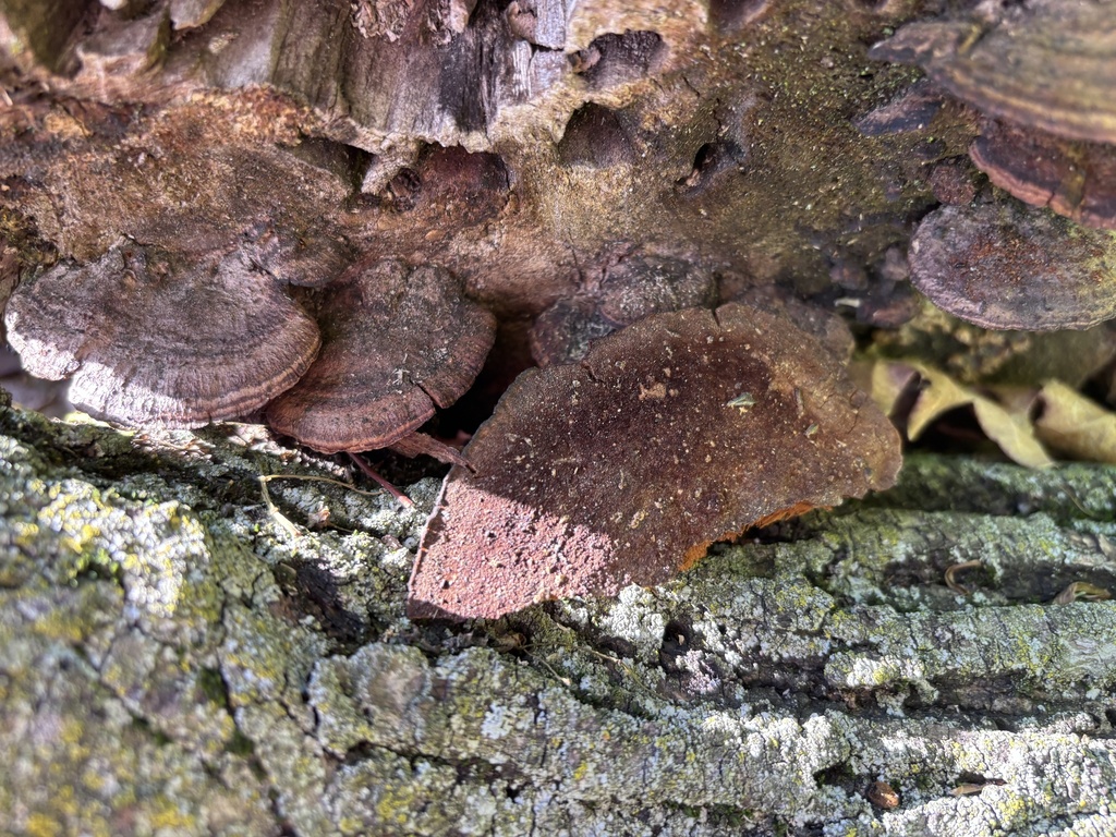 Fuscoporia gilva · April 2026 · photo: © reago (iNaturalist, cc-by)