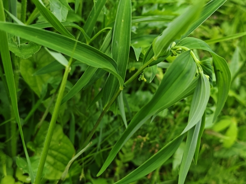 Polygonatum falcatum iNat (3)