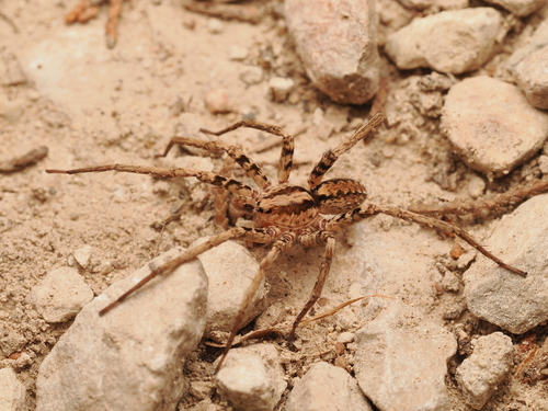 Leptoctenus byrrhus photo 5