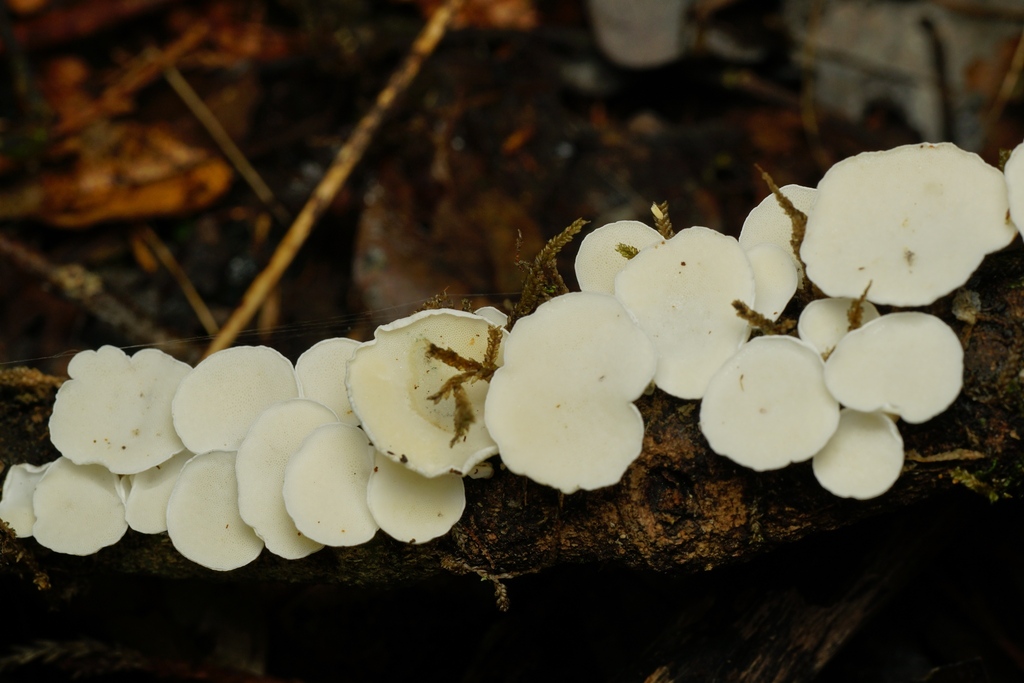 Gloeoporus phlebophorus · April 2026 · photo: © hanwen-zhang (iNaturalist, cc0)