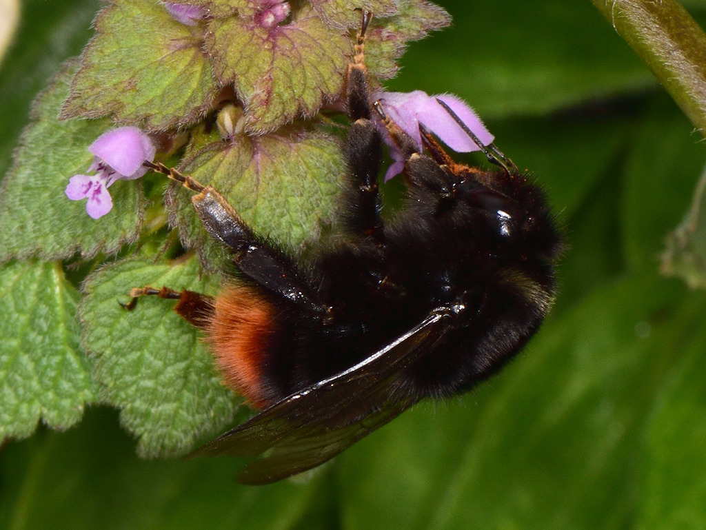 Polar Bumble Bee (Bombus polaris) · iNaturalist