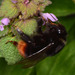 Red-tailed Bumble Bee - Photo (c) Paolo Mazzei, some rights reserved (CC BY-NC), uploaded by Paolo Mazzei