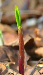 Allium ochotense