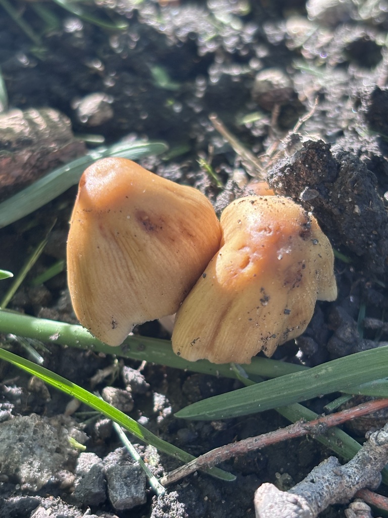 Coprinellus micaceus · April 2026 · photo: © reago (iNaturalist, cc-by)