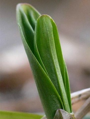 Allium ochotense