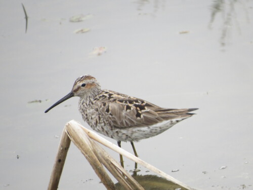 Correlimos zancolín (Calidris himantopus)