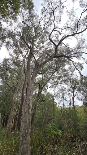 Angophora bakeri, photograph 6