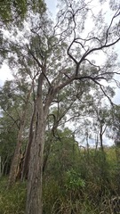 Angophora bakeri, photograph (c) Petra Holland, some rights reserved (CC BY)