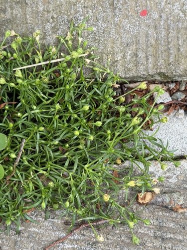 Sagina japonica, photograph 3